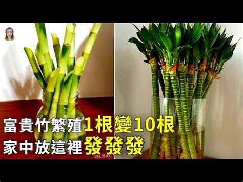 富貴竹開花風水|【富貴 竹】富貴竹3大關鍵養法、旺運擺法一次看懂，。